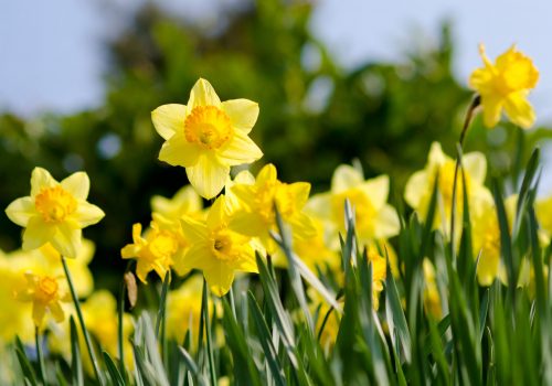 Daffodils in bloom