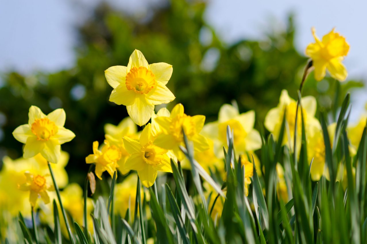 Daffodils in bloom Daffodils in bloom